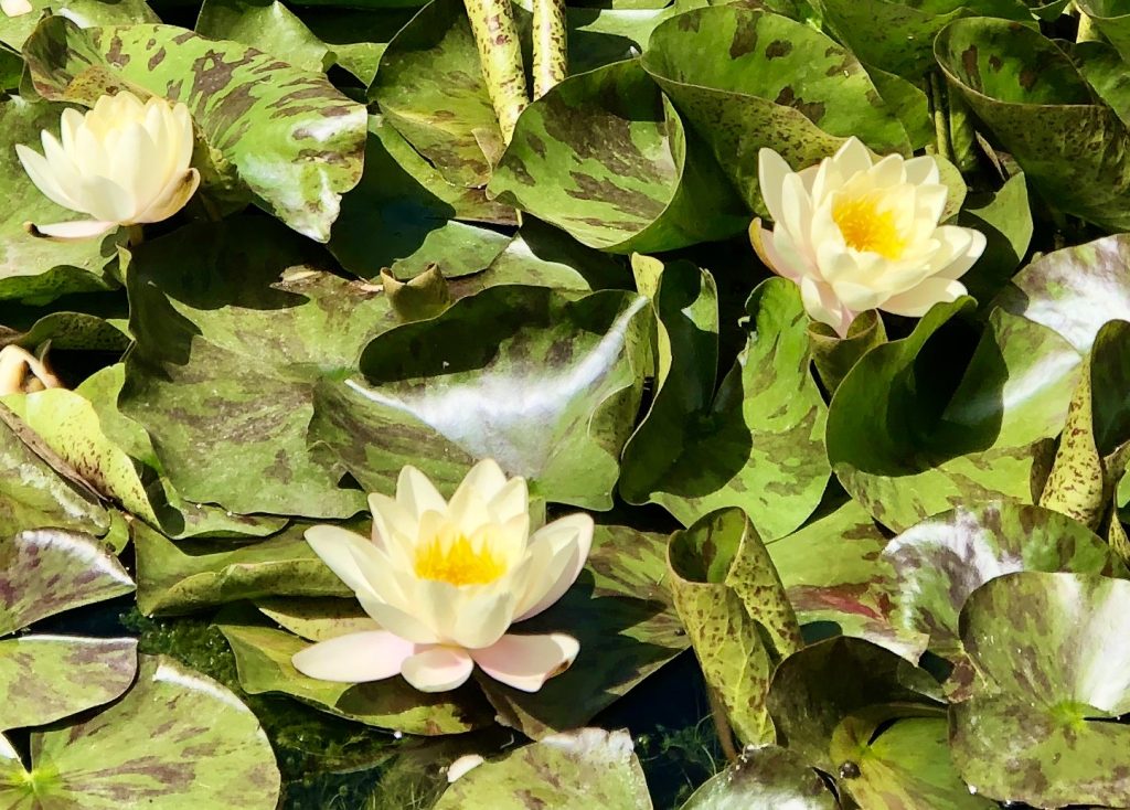 Lily pads at the Alhambra garden