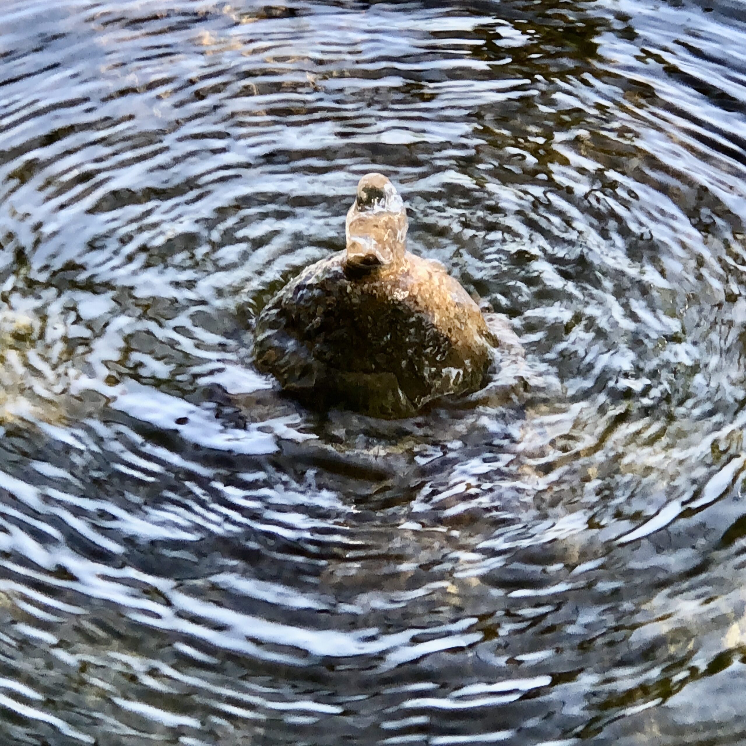 Water in Granada